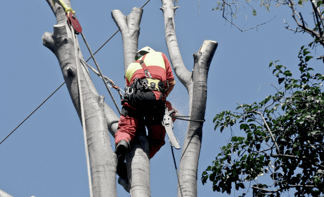 expert tree service