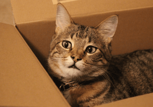 tips for moving with a cat